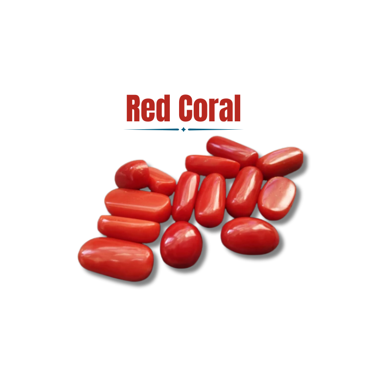 Red Coral ( Munga )